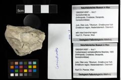 Foto (Objekt + Etiketten) von Goniodromites sp. 